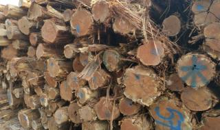 澳洲酸枝缺点 澳洲酸枝木是红木吗