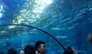 南京海底世界周末人多吗 南京海底世界好玩吗